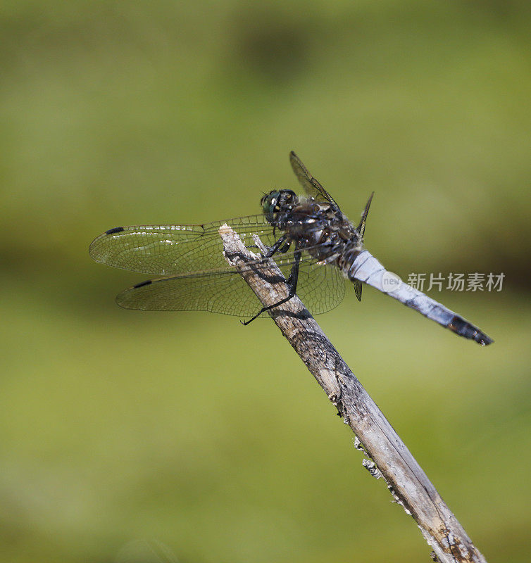 黑尾蜻蜓(Orthetrum cancellatum)雄性